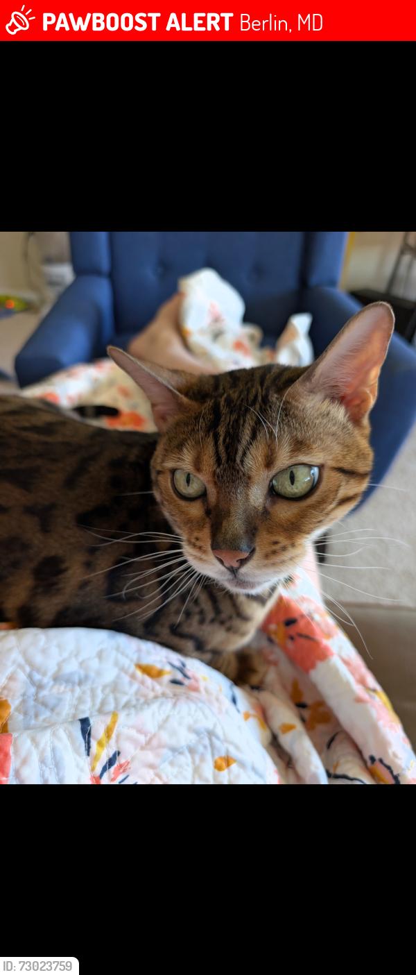 Lost Male Cat last seen Oceans East, Berlin, Berlin, MD 21811