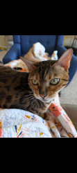 Lost Male Cat last seen Oceans East, Berlin, Berlin, MD 21811