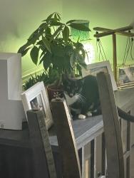 Reunited Female Cat last seen Rock Lake Loop and Salem rd. , Virginia Beach, VA 23456