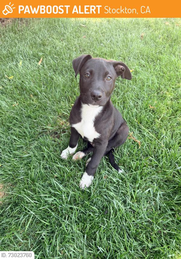 Found/Stray Male Dog last seen Hammer/West Ln, Stockton, CA 95210