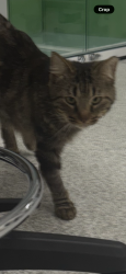 Lost Male Cat last seen Guyer High School, Denton, TX 76210