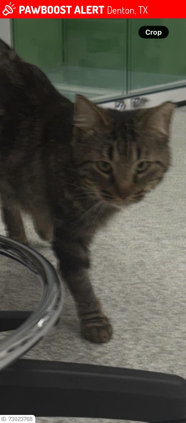 Lost Male Cat last seen Guyer High School, Denton, TX 76210