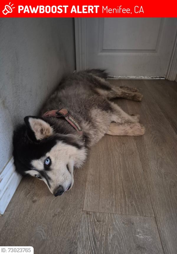 Lost Male Dog last seen Leon and Keller road in menifee , Menifee, CA 92596