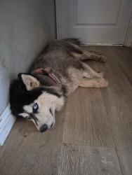 Lost Male Dog last seen Leon and Keller road in menifee , Menifee, CA 92596