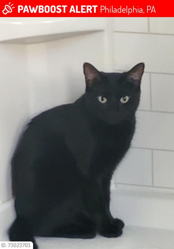 Lost Female Cat last seen 46th and Pine, Philadelphia, PA 19143