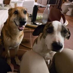 Reunited Female Dog last seen Near Bolsa Chica St, Huntington Beach, CA 92649, USA, Huntington Beach, CA 92649