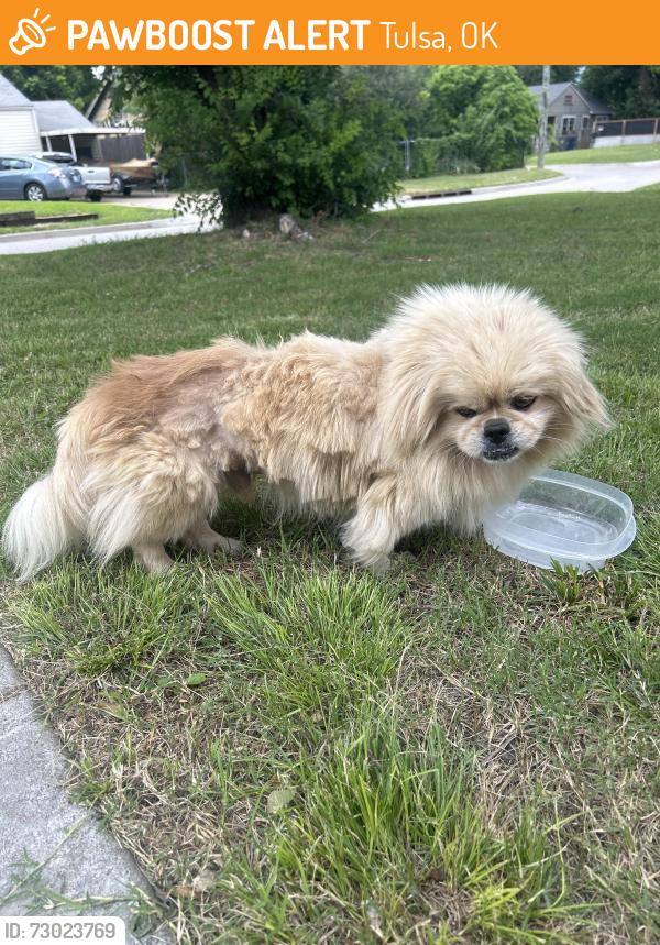 Found/Stray Male Dog last seen S. Quebec and 2nd, Tulsa, OK 74105