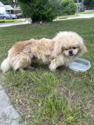 Found/Stray Male Dog last seen S. Quebec and 2nd, Tulsa, OK 74105