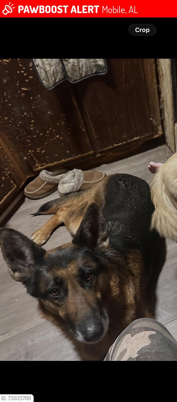 Lost Female Dog last seen Dublin Street, Ruth street, M&M used appliances , Mobile, AL 36605