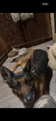 Lost Female Dog last seen Dublin Street, Ruth street, M&M used appliances , Mobile, AL 36605
