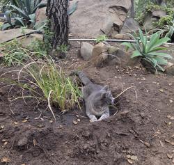 Lost Male Cat last seen Valley Center Rd, Valley Center, CA 92082