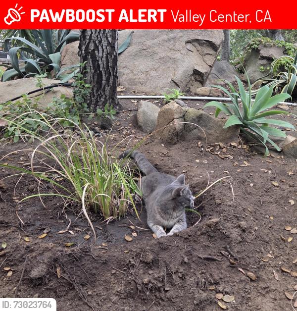 Lost Male Cat last seen Valley Center Rd, Valley Center, CA 92082