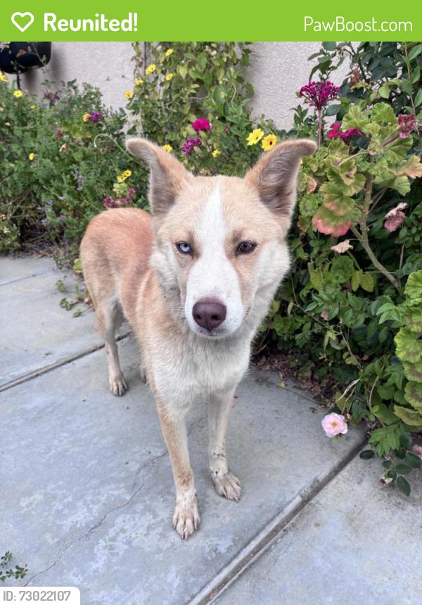 Reunited Unknown Dog last seen Winchester and Jean Nicolas, Winchester, CA 92596