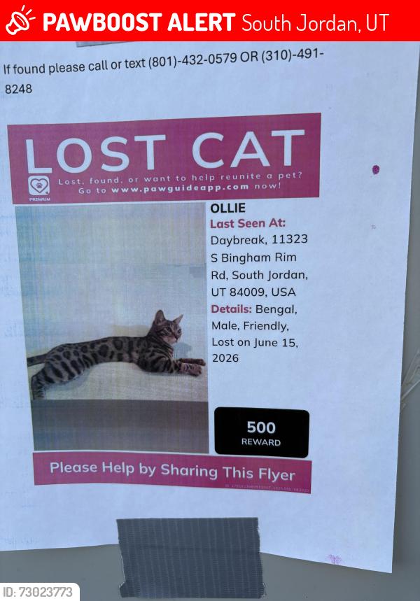 Lost Male Cat last seen Bingham rim rd , South Jordan, UT 84009