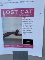 Lost Male Cat last seen Bingham rim rd , South Jordan, UT 84009