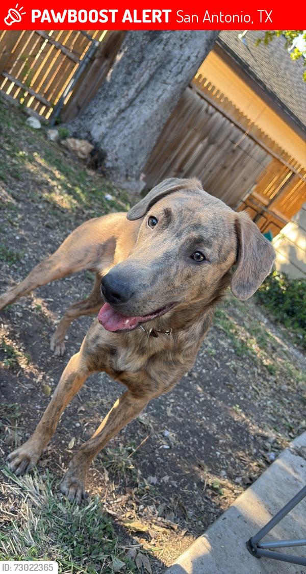 Lost Male Dog last seen Woodlawn lake park, San Antonio, TX 78228