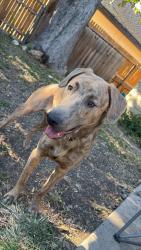 Lost Male Dog last seen Woodlawn lake park, San Antonio, TX 78228