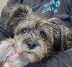 Shelter Stray Female Dog last seen Near N Mollison Avenue, El Cajon, CA, 92021, El Cajon, CA 92020, USA