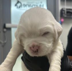Shelter Stray Male Dog last seen Paradise Valley Road, San Diego, CA, 92139, 5500 Gaines St, San Diego, CA 92110, USA