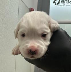 Shelter Stray Male Dog last seen Paradise Valley Road, San Diego, CA, 92139, 5500 Gaines St, San Diego, CA 92110, USA