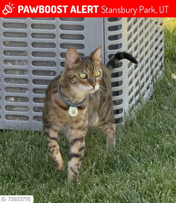 Lost Female Cat last seen Stansbury Park, Stansbury Park, UT 84074