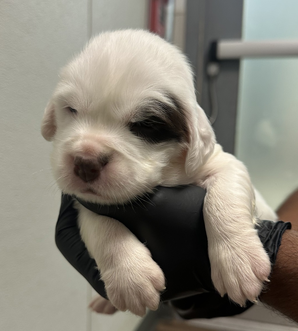 Shelter Stray Female Dog last seen Paradise Valley Road, San Diego, CA, 92139, 5500 Gaines St, San Diego, CA 92110, USA