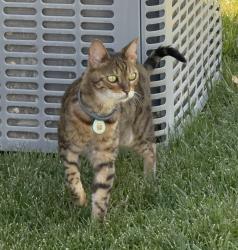 Lost Female Cat last seen Stansbury Park, Stansbury Park, UT 84074