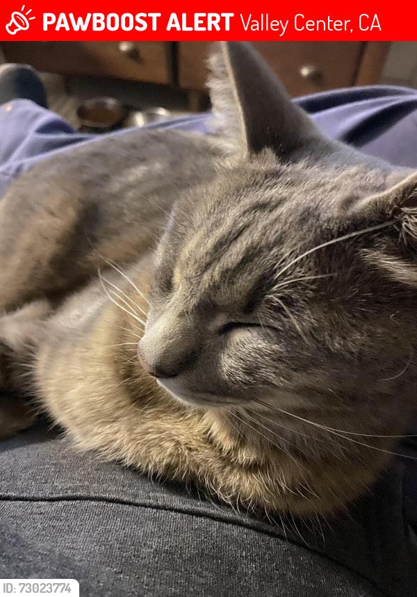 Lost Male Cat last seen Wood’s valley , Valley Center, CA 92082