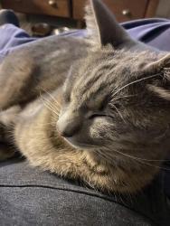 Lost Male Cat last seen Wood’s valley , Valley Center, CA 92082