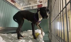 Shelter Stray Male Dog last seen Near W 135th Street, NEW YORK, NY, 10030, 326 E 110th St, New York, NY 10029, USA