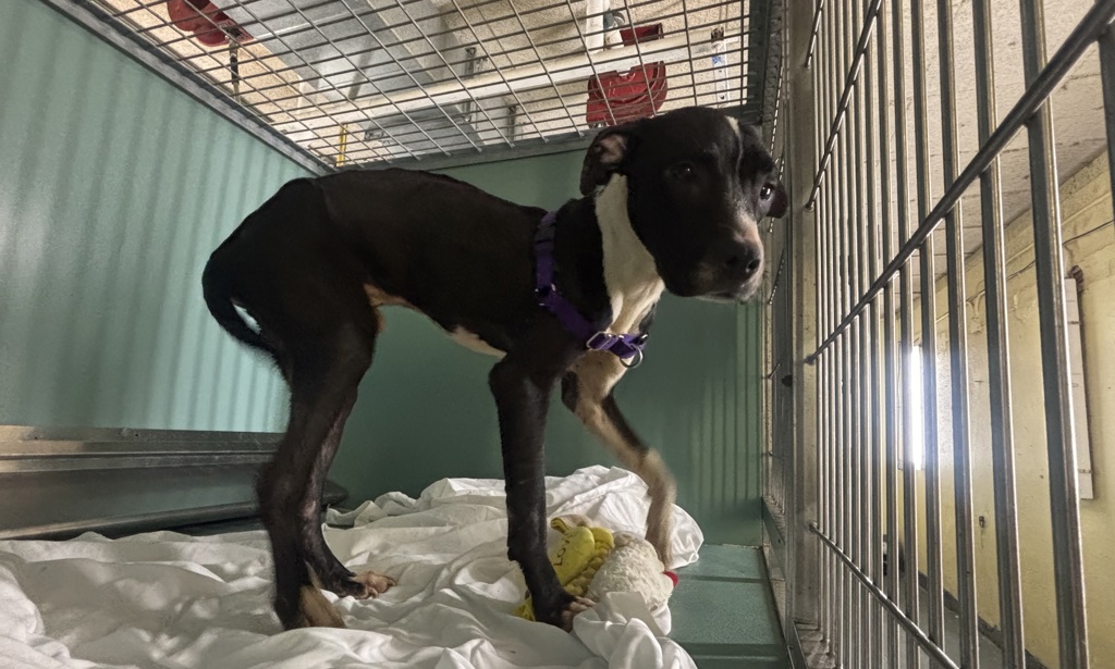 Shelter Stray Male Dog last seen Near W 135th Street, NEW YORK, NY, 10030, 326 E 110th St, New York, NY 10029, USA