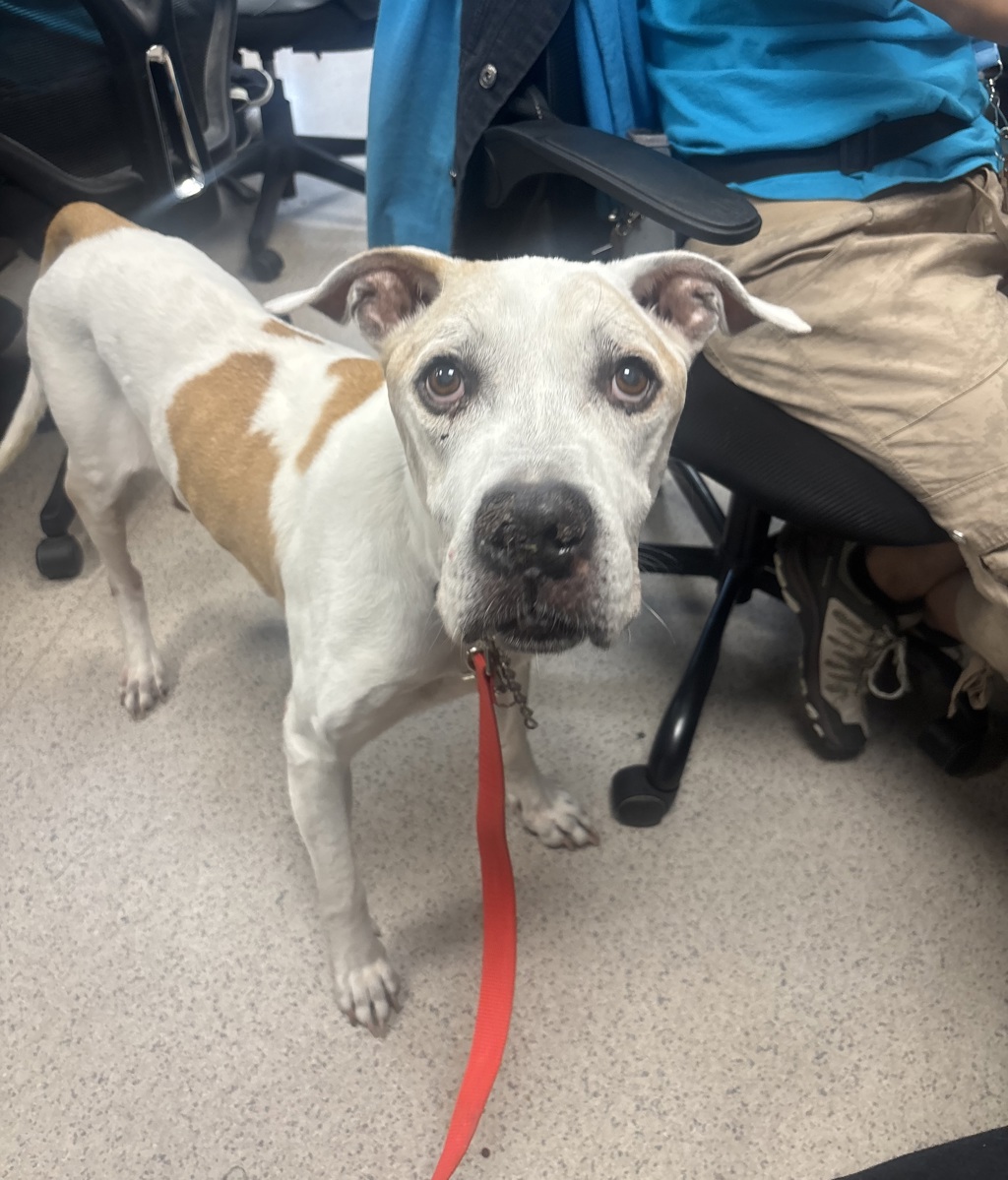 Shelter Stray Male Dog last seen Near Madison Avenue, NEW YORK, NY, 10010, 326 E 110th St, New York, NY 10029, USA