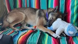 Shelter Stray Male Dog last seen Otay Mesa Freeway, San Diego, CA, 92154, 5500 Gaines St, San Diego, CA 92110, USA
