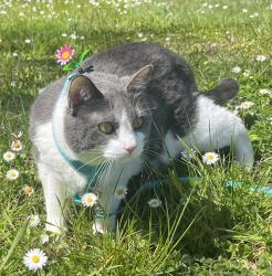 Lost Female Cat last seen Sullivan rd and McNeil rd, Semmes, AL 36575
