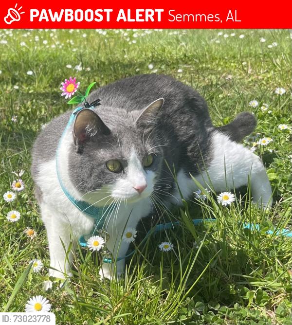 Lost Female Cat last seen Sullivan rd and McNeil rd, Semmes, AL 36575