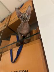 Lost Female Cat last seen Near Sw 45th st , Miami, FL 33165