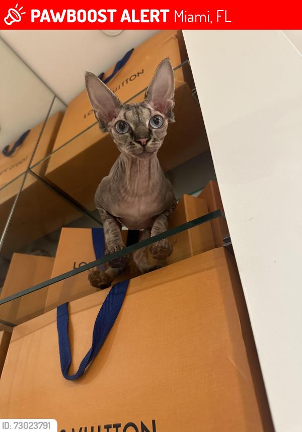Lost Female Cat last seen Near Sw 45th st , Miami, FL 33165