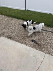 Found/Stray Male Dog last seen Beverly and citrus , Whittier, CA 90601