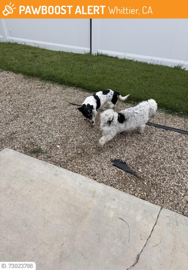 Found/Stray Male Dog last seen Beverly and citrus , Whittier, CA 90601