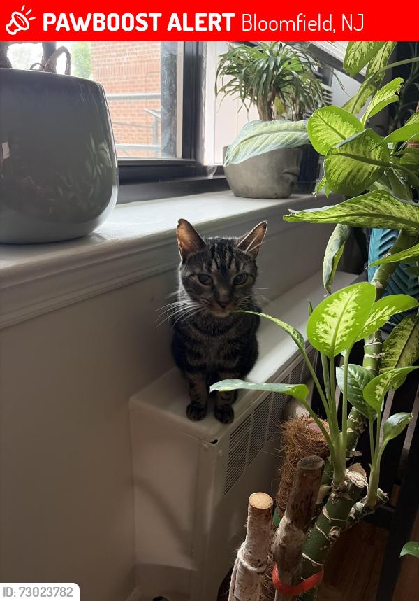 Lost Male Cat last seen Franklin and Fremont , Bloomfield, NJ 07003
