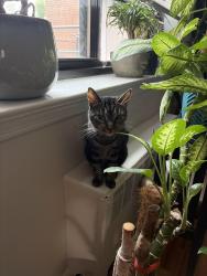 Lost Male Cat last seen Franklin and Fremont , Bloomfield, NJ 07003