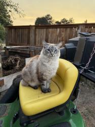 Lost Female Cat last seen SE School Avenue , Boring, OR 97009