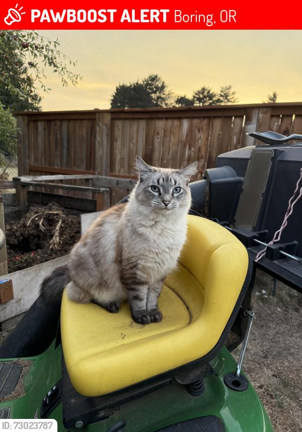 Lost Female Cat last seen SE School Avenue , Boring, OR 97009