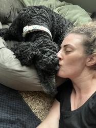 Reunited Female Dog last seen Lester Davis & New Town, Waxhaw, NC 28173