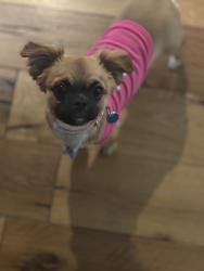 Lost Female Dog last seen camp wisdom, Grand Prairie, TX 75052