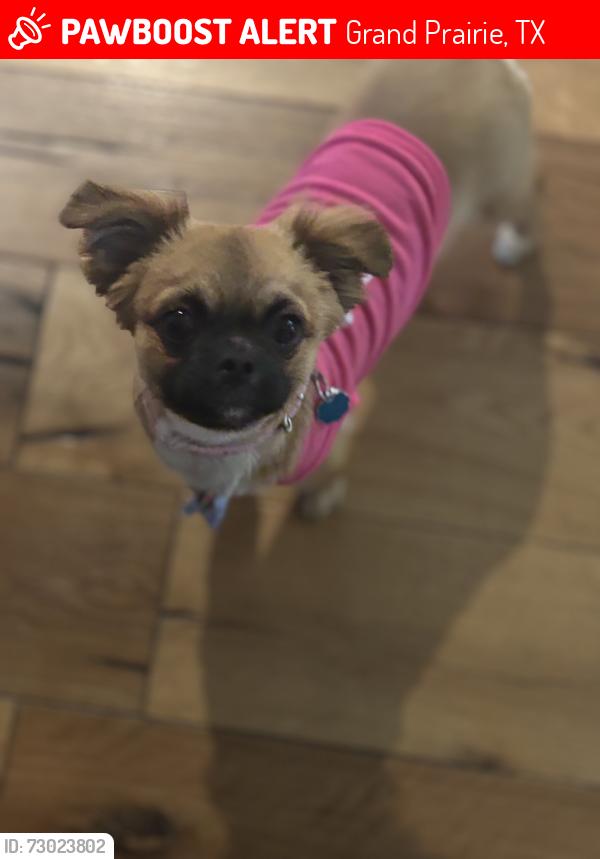 Lost Female Dog last seen camp wisdom, Grand Prairie, TX 75052