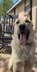 Lost Male Dog last seen Country road., Paradise, TX 76073