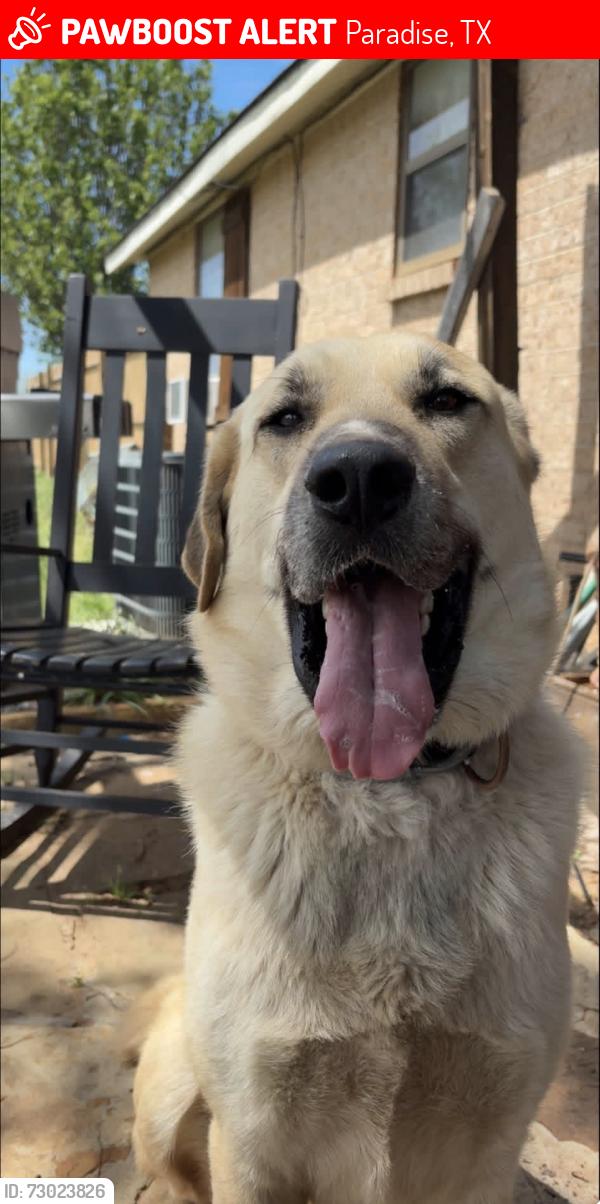 Lost Male Dog last seen Country road., Paradise, TX 76073