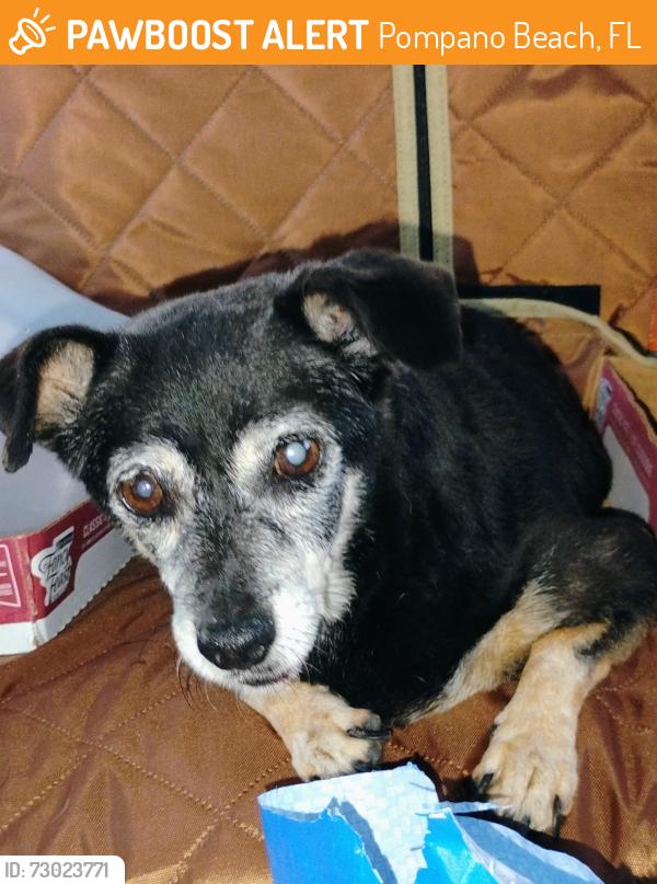 Found/Stray Female Dog last seen Ne 48th Street and Dixie hwy, Pompano Beach, FL 33064
