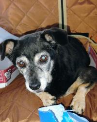 Found/Stray Female Dog last seen Ne 48th Street and Dixie hwy, Pompano Beach, FL 33064